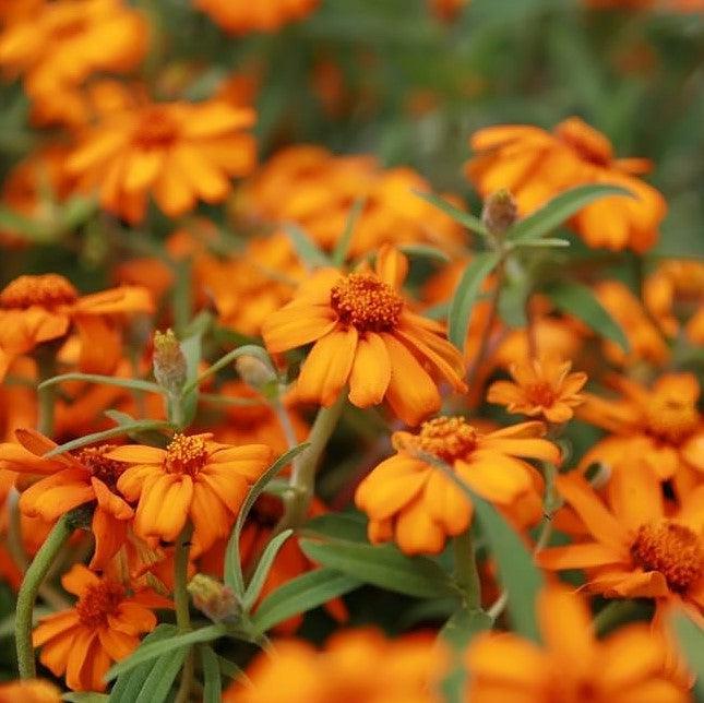 Zinnia angustifolia ‘Star Orange’ ~ Star Orange Zinnia-ServeScape