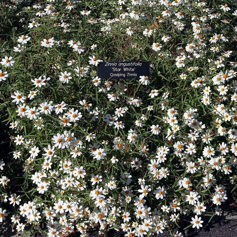 Zinnia angustifolia ‘Star White’ ~ Star White Zinnia-ServeScape