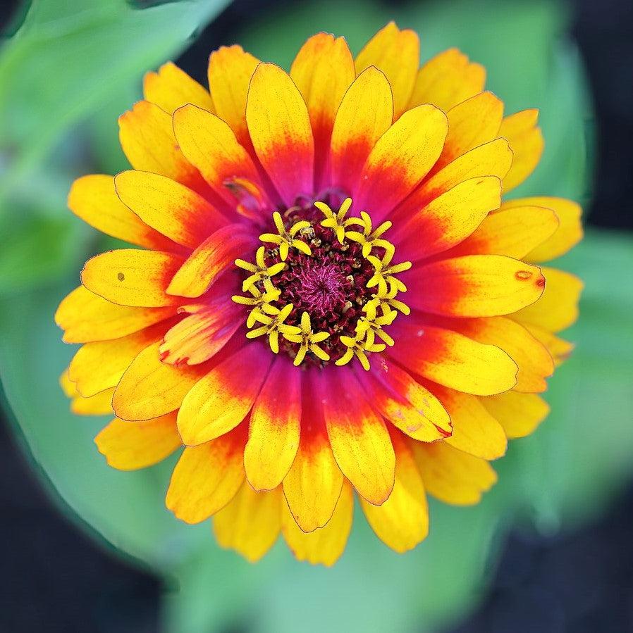 Zinnia elegans ‘Zowie yellow flame’ ~ Zowie!™ Yellow Flame Zinnia-ServeScape