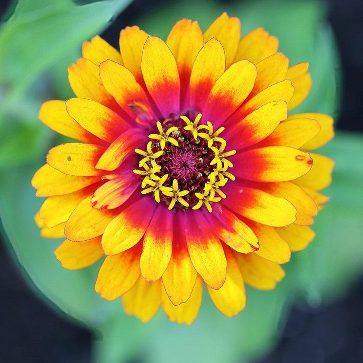 Zinnia elegans ‘Zowie yellow flame’ ~ Zowie!™ Yellow Flame Zinnia-ServeScape