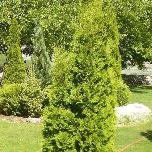 Thuja occidentalis 'Thin Man' ~ Thin Man™ Arborvitae-ServeScape