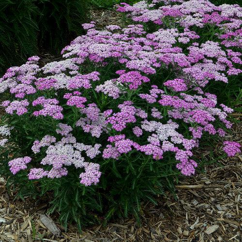 Achillea ’Firefly Amethyst’ ~ 'Firefly Amethyst' Yarrow-ServeScape