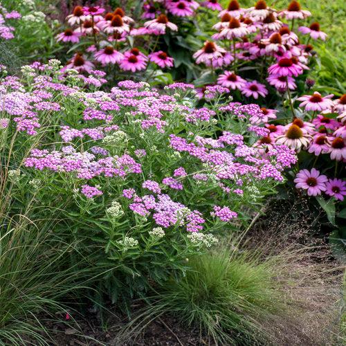 Achillea ’Firefly Amethyst’ ~ 'Firefly Amethyst' Yarrow-ServeScape