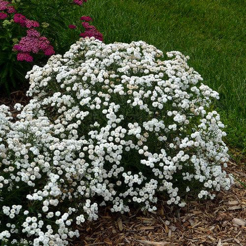 Achillea ptarmica 'Peter Cottontail' ~ Peter Cottontail Sneezewort-ServeScape