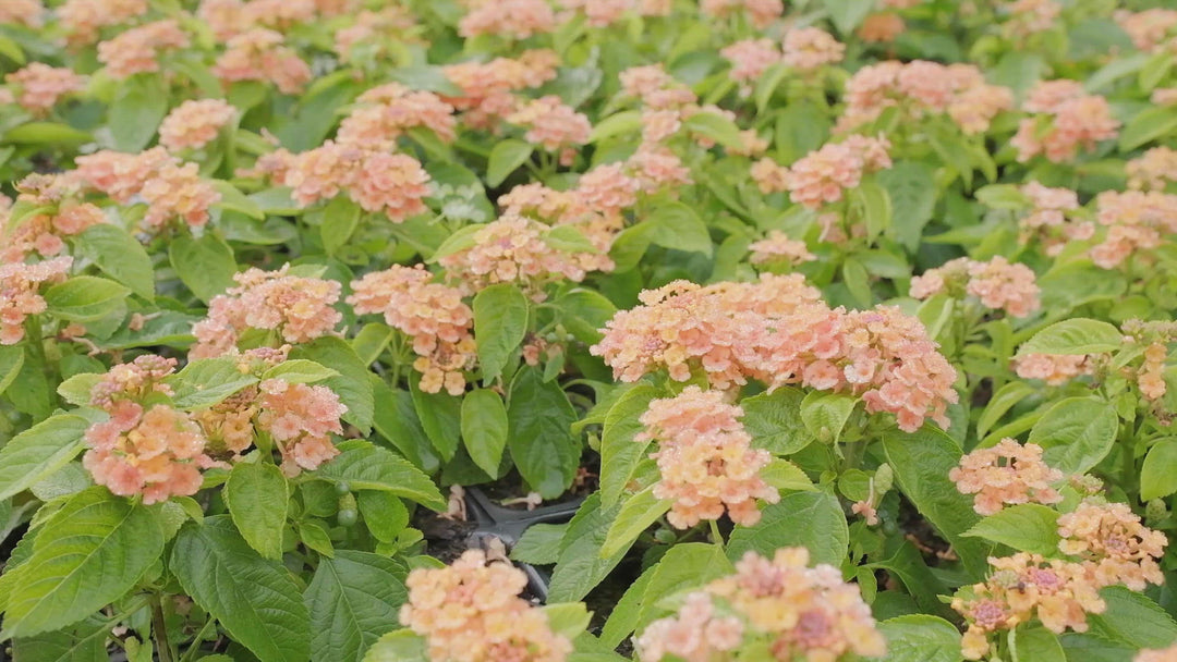 Lantana x 'New Gold' ~ New Gold Lantana