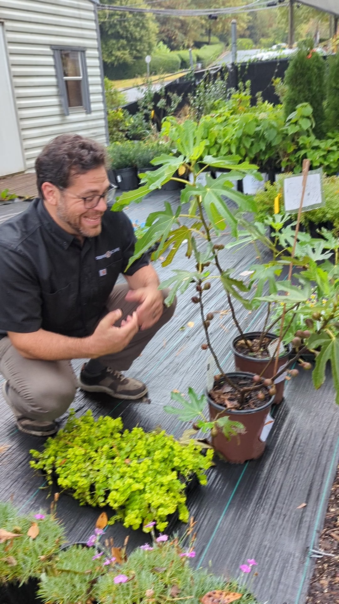 Ficus carica 'Majoam' ~ 'Little Miss Figgy' Fig