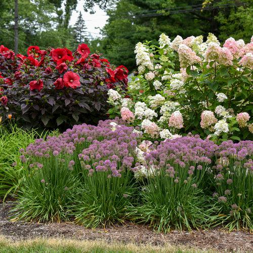 Hydrangea paniculata 'SMHPFL' PP25,135 ~ Fire Light® Hardy Hydrangea-ServeScape