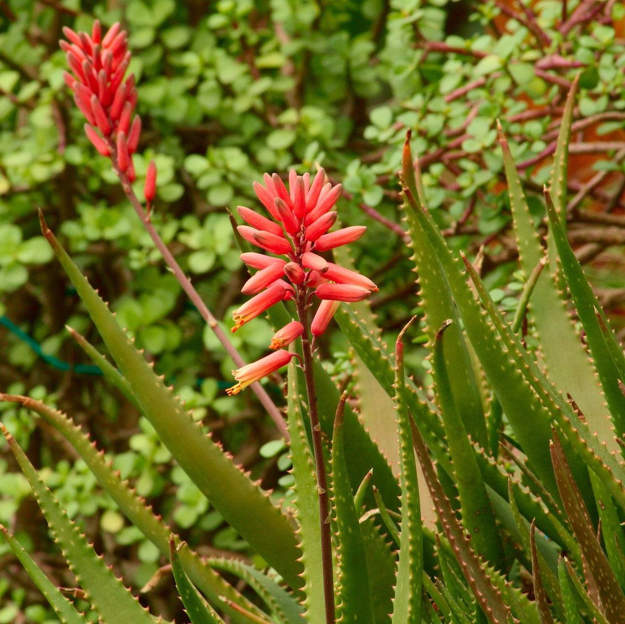 Aloe 'Safari Rose ~ Safari Rose Aloe-ServeScape