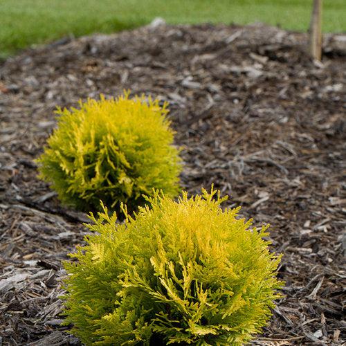 Thuja occidentalis 'Anna van Vloten' USPP 25,868 ~ Anna's Magic Ball® Arborvitae-ServeScape