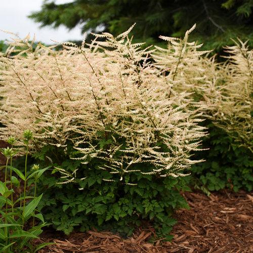 Aruncus 'Chantilly Lace' ~ Chantilly Lace Goat's Beard-ServeScape