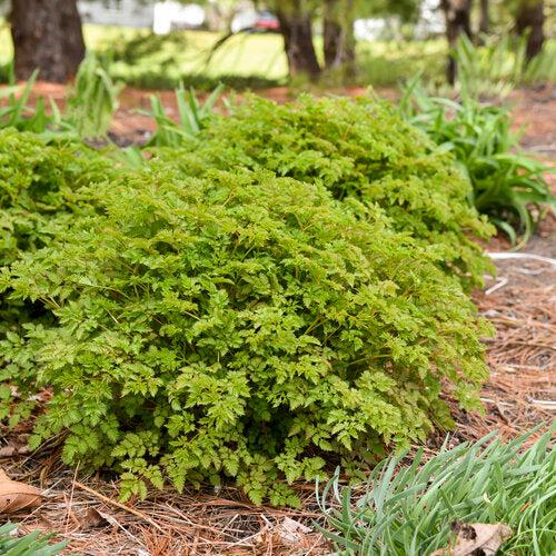 Aruncus 'Chantilly Lace' ~ Chantilly Lace Goat's Beard-ServeScape