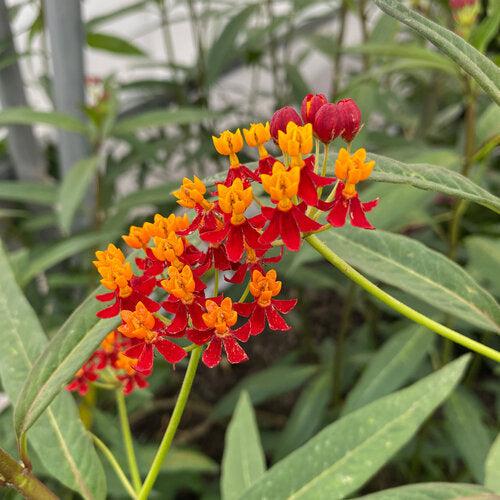 Asclepias curassavica ~ Red Milkweed-ServeScape