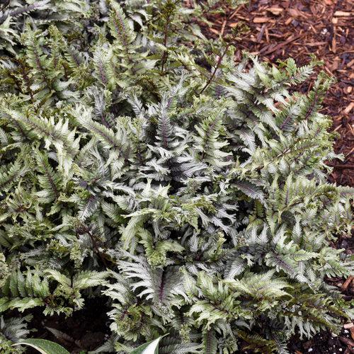 Athyrium niponicum 'Crested Surf' ~ PW® Crested Japanese Painted Fern-ServeScape