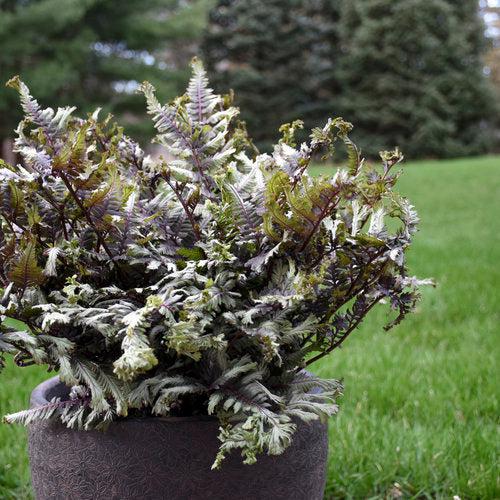 Athyrium niponicum 'Crested Surf' ~ PW® Crested Japanese Painted Fern-ServeScape