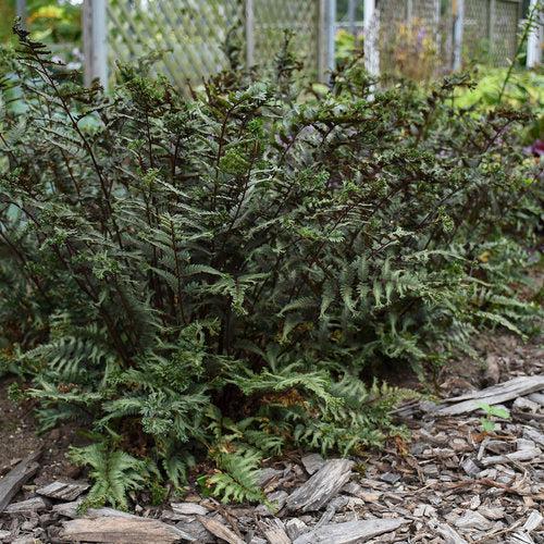 Athyrium niponicum 'Crested Surf' ~ PW® Crested Japanese Painted Fern-ServeScape