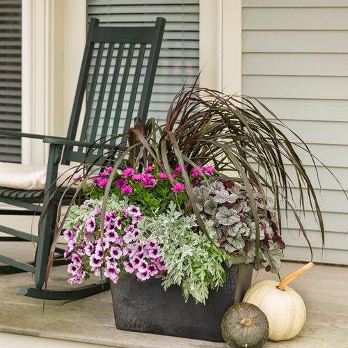 Heuchera 'Silver Gumdrop' PP29207 ~ PW® Dolce® Silver Gumdrop Heuchera-ServeScape