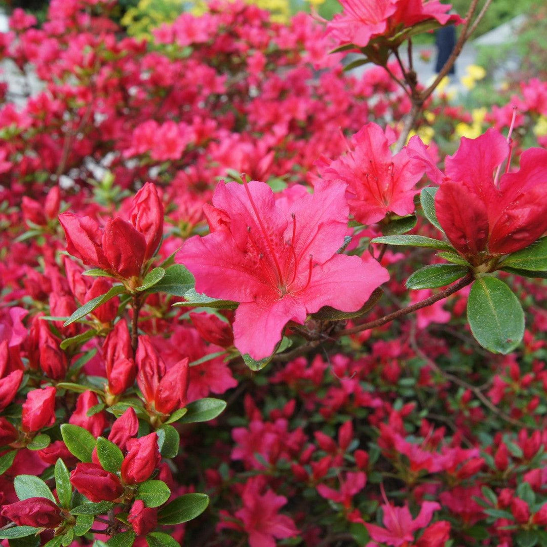 Azalea x 'AZ 47' ~ Deja Bloom® Fuchsia Parasol™ Azalea-ServeScape
