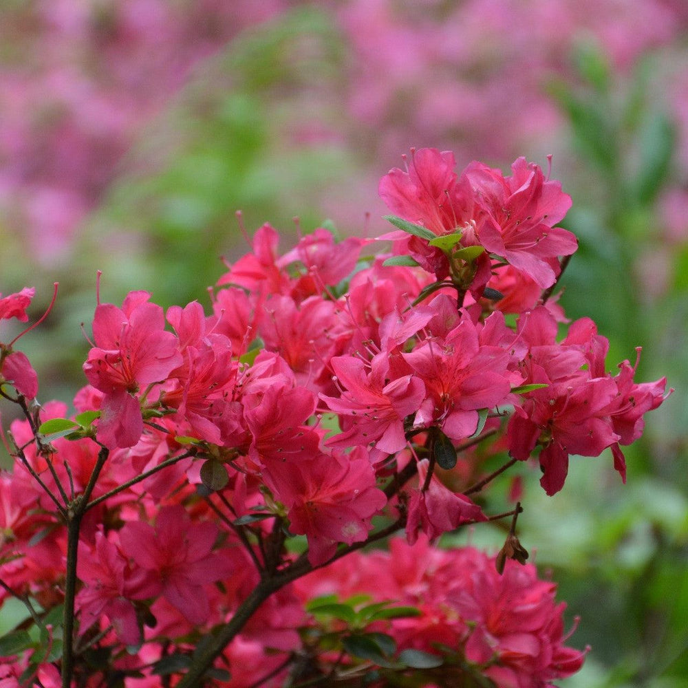 Azalea x 'AZ 47' ~ Deja Bloom® Fuchsia Parasol™ Azalea-ServeScape