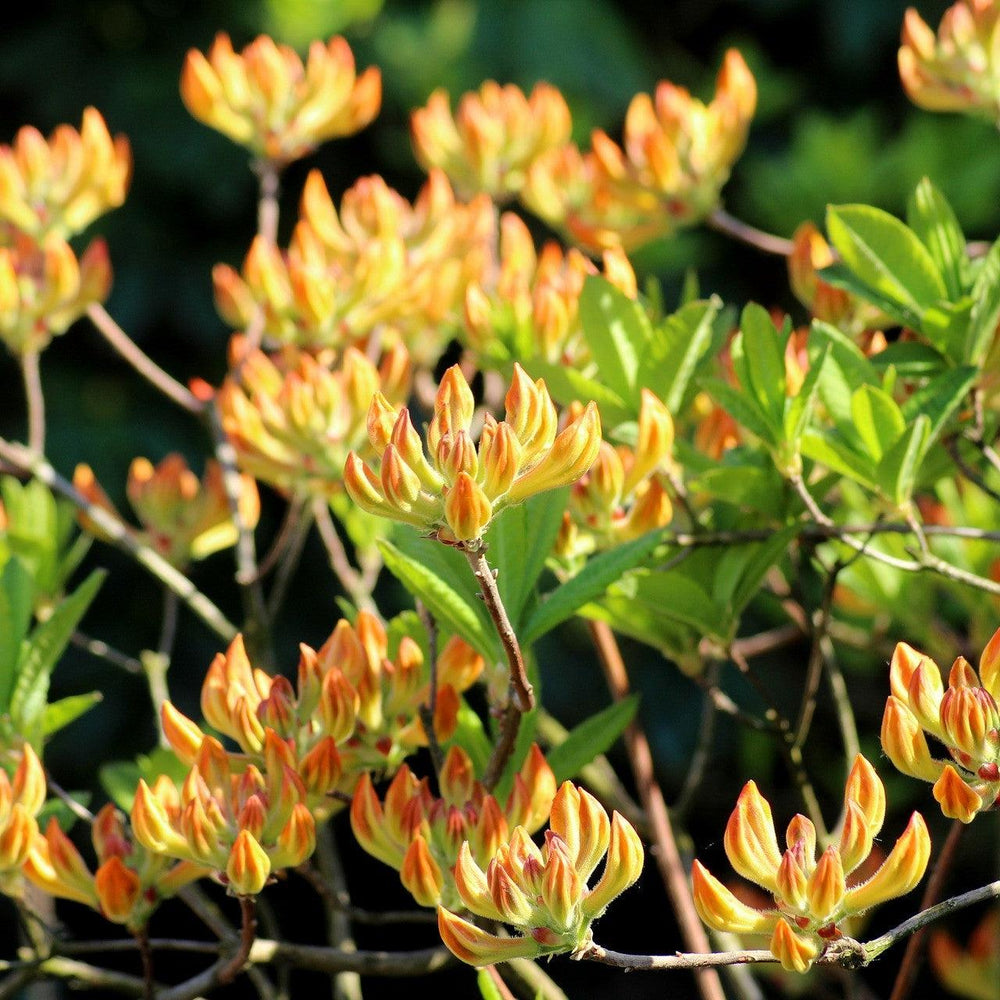Rhododendron 'Jane's Gold' ~ Jane's Gold Native Azalea-ServeScape