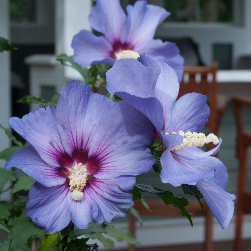 Hibiscus syriacus 'DVPazurri' ~ Azurri Blue Satin® Rose of Sharon-ServeScape