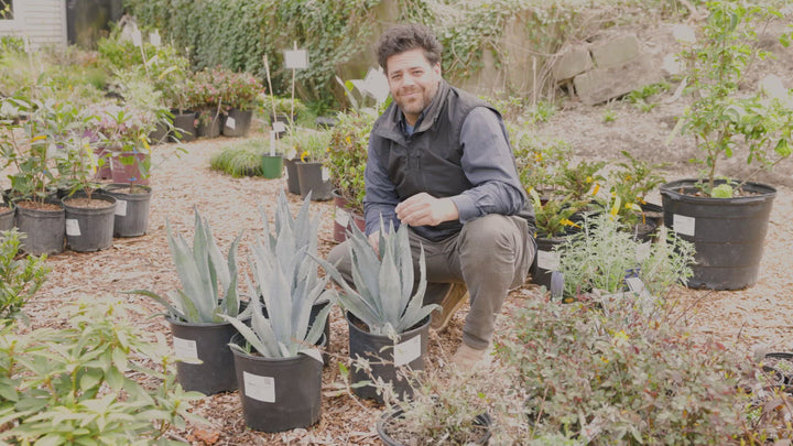 Agave americana ~ Blue Agave, American Century Plant