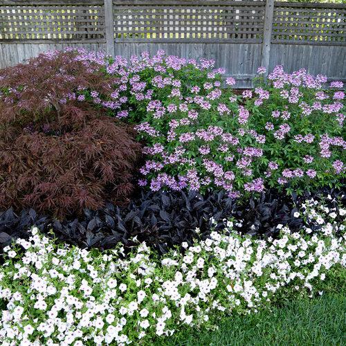 Cleome hybrid 'Inncleosr' ~ Señorita Rosalita® Spider Flower-ServeScape