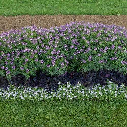 Cleome hybrid 'Inncleosr' ~ Señorita Rosalita® Spider Flower-ServeScape