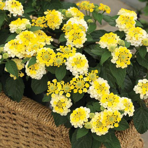 Lantana camara 'Ban Yelbic' ~ Bandana® Lemon Zest Lantana-ServeScape