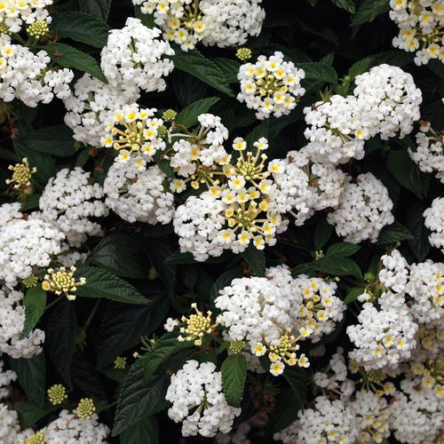 Lantana camara 'Ban Whit' USPP 21,590 ~ Bandana® White Lantana-ServeScape