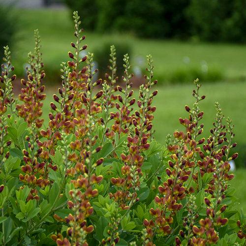 Baptisia 'Cherries Jubilee' ~ Decadence® Cherries Jubilee Baptisia-ServeScape