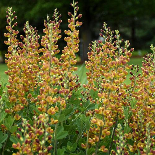 Baptisia 'Cherries Jubilee' ~ Decadence® Cherries Jubilee Baptisia-ServeScape
