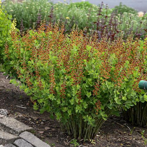 Baptisia 'Cherries Jubilee' ~ Decadence® Cherries Jubilee Baptisia-ServeScape