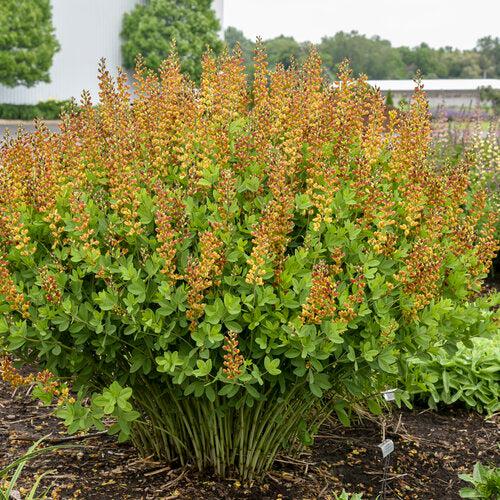 Baptisia 'Cherries Jubilee' ~ Decadence® Cherries Jubilee Baptisia-ServeScape