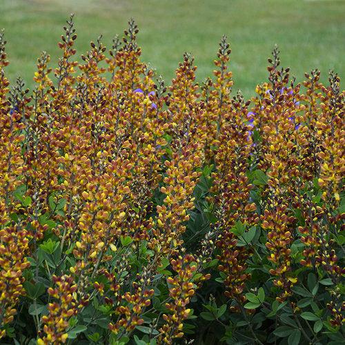 Baptisia 'Cherries Jubilee' ~ Decadence® Cherries Jubilee Baptisia-ServeScape