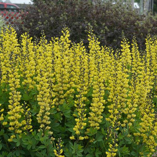 Baptisia 'Lemon Meringue' ~ Decadence® Lemon Meringue Baptisia-ServeScape