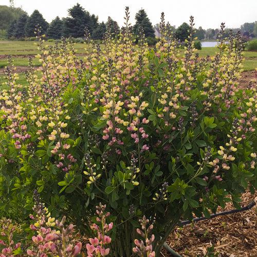 Baptisia 'Pink Lemonade' PP30,669~ PW® Decadence® Deluxe Pink Lemonade False Indigo-ServeScape