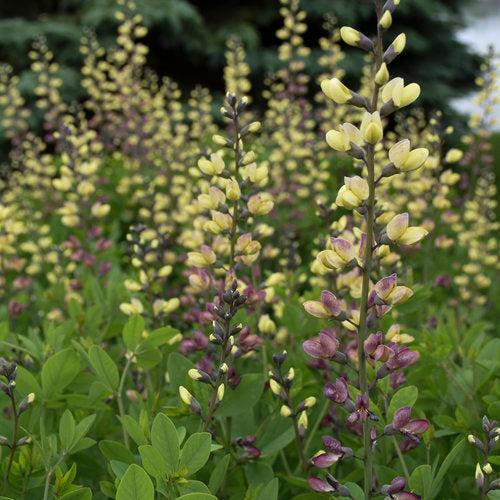 Baptisia 'Pink Lemonade' PP30,669~ PW® Decadence® Deluxe Pink Lemonade False Indigo-ServeScape