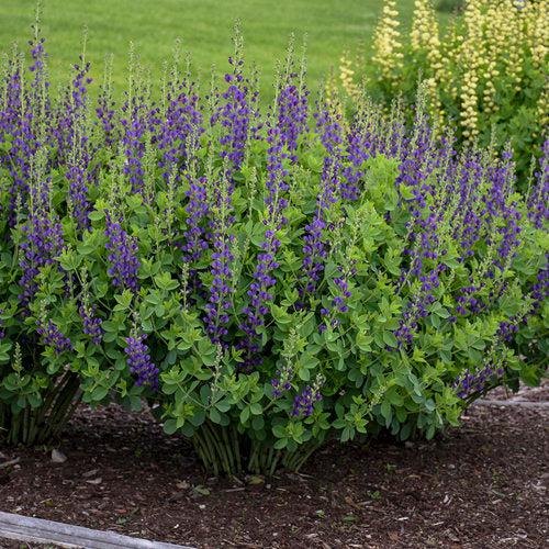 Baptisia 'Sparkling Sapphires' PP27,904~ PW® Decadence® Sparkling Sapphires False Indigo-ServeScape