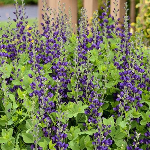 Baptisia 'Sparkling Sapphires' PP27,904~ PW® Decadence® Sparkling Sapphires False Indigo-ServeScape