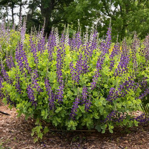 Baptisia 'Sparkling Sapphires' PP27,904~ PW® Decadence® Sparkling Sapphires False Indigo-ServeScape