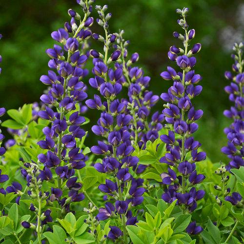 Baptisia 'Sparkling Sapphires' PP27,904~ PW® Decadence® Sparkling Sapphires False Indigo-ServeScape