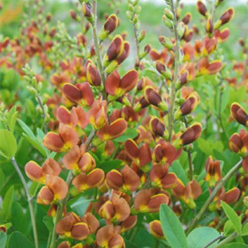 Baptisia 'Cherries Jubilee' ~ Decadence® Cherries Jubilee Baptisia-ServeScape