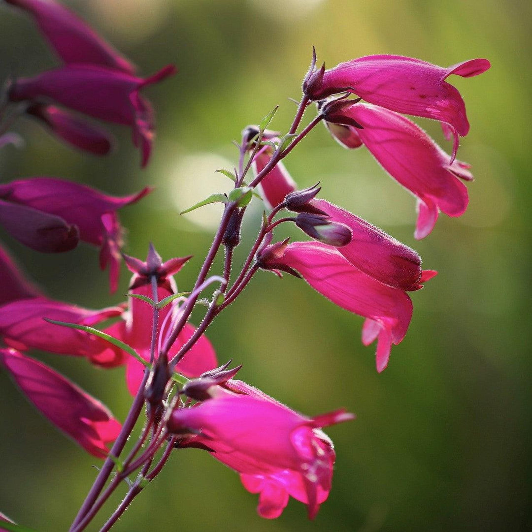Penstemon barbatus 'Balmibepro' ~ MissionBells™ Deep Rose Beardtongue-ServeScape