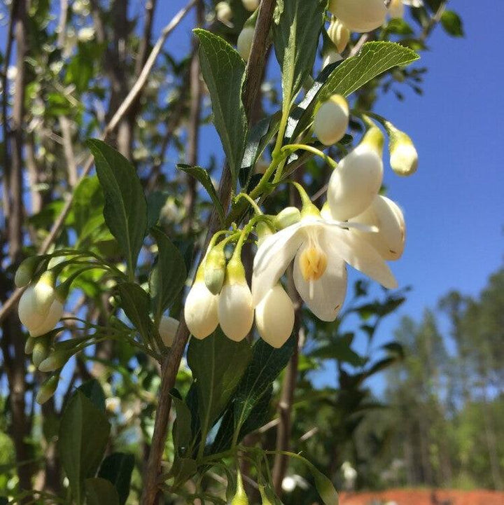 Styrax japonicus 'SJMTF' PPAP ~ APrystine® Japanese Snowbell-ServeScape