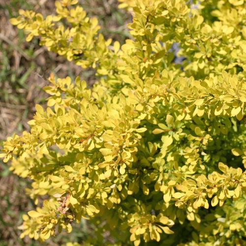 Berberis thunbergii 'Koren' USPP 24,818 ~ PW® Sunjoy® Citrus Barberry-ServeScape