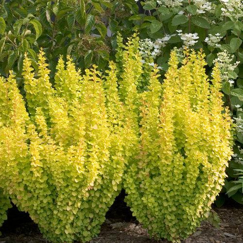 Berberis thunbergii 'Maria' USPP 18,082 ~ PW® Sunjoy® Gold Pillar Barberry-ServeScape