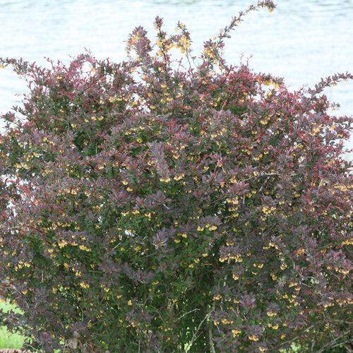 Berberis thunbergii NCBX1' USPP 29,504 ~ PW® Sunjoy®Todo Barberry-ServeScape