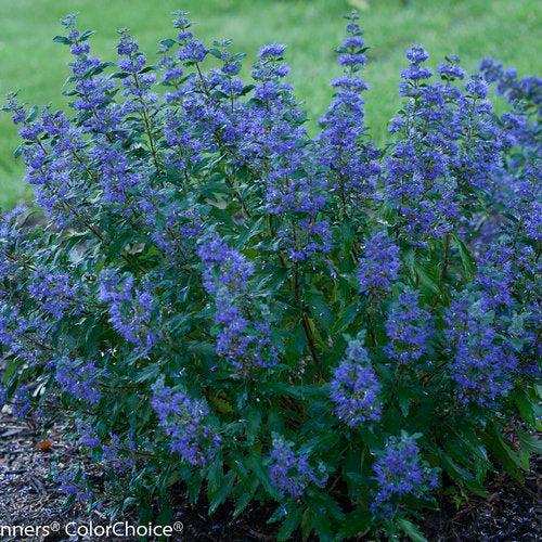 Caryopteris x clandonensis 'CT-9-12' ~ Beyond Midnight® Bluebeard-ServeScape