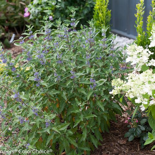 Caryopteris x clandonensis 'CT-9-12' ~ Beyond Midnight® Bluebeard-ServeScape