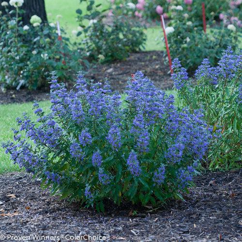 Caryopteris x clandonensis 'CT-9-12' ~ Beyond Midnight® Bluebeard-ServeScape